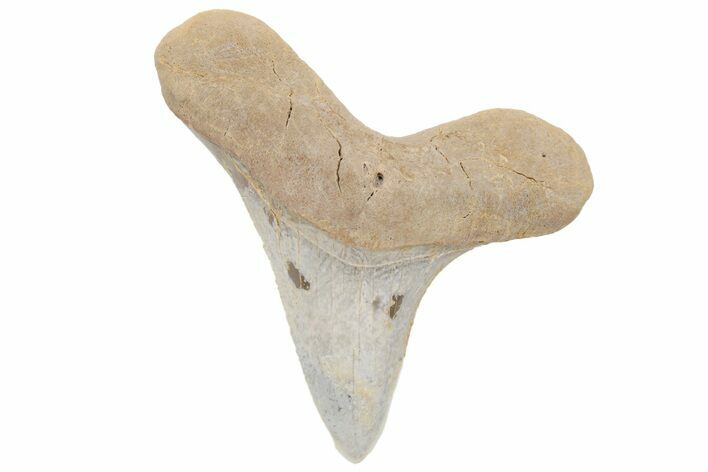 Cretaceous Ginsu Shark (Cretoxyrhina) Tooth - Kansas #211753